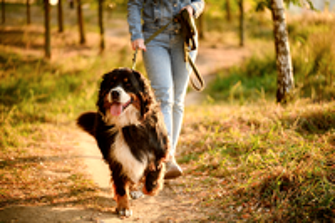   GARDE CHIENS  ET  CHATS  �   DOMICILE DES PARTICULIERS.  