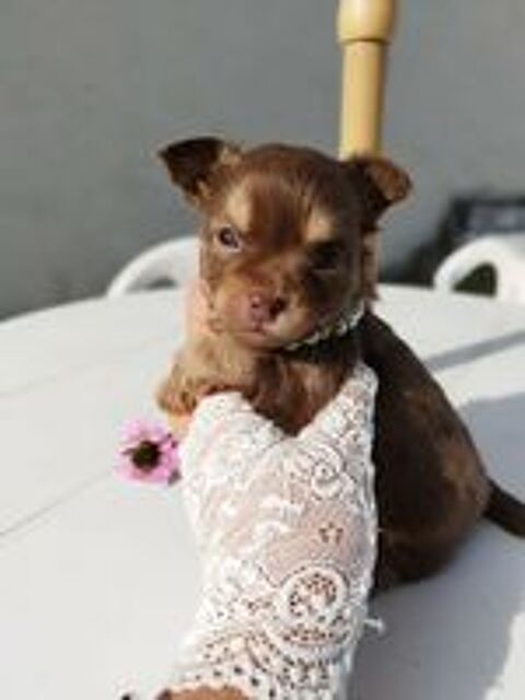   Chihuahua Mâles poil long chocolat et tan  