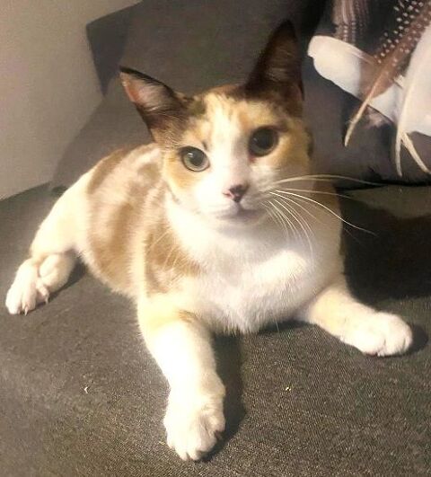 CHANI TRICOLORE 1 AN 1/2 195 92260 Fontenay-aux-roses