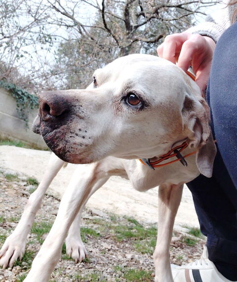 Havane est &agrave; l'adoption 0 34000 Montpellier