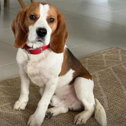 UBAC 200 26100 Romans-sur-is�re