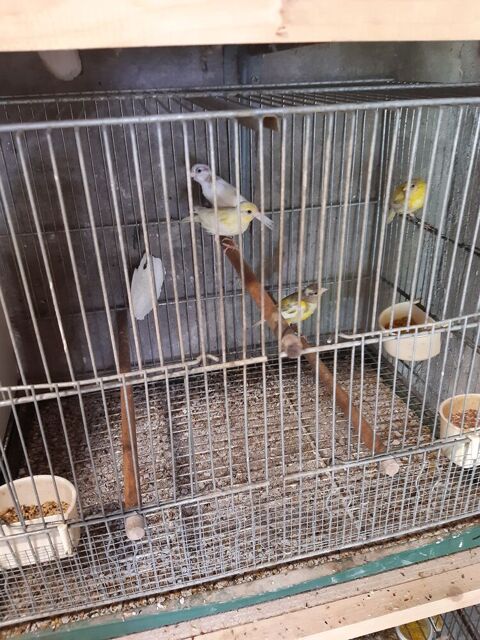Canari raza 70 33240 Saint-andré-de-cubzac