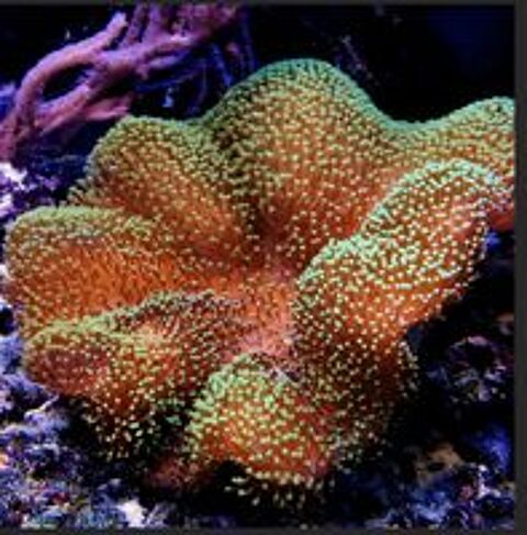   sarcophyton polypes vert 