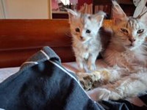   A réserver chatons mâles nés le 20 mai 2026 