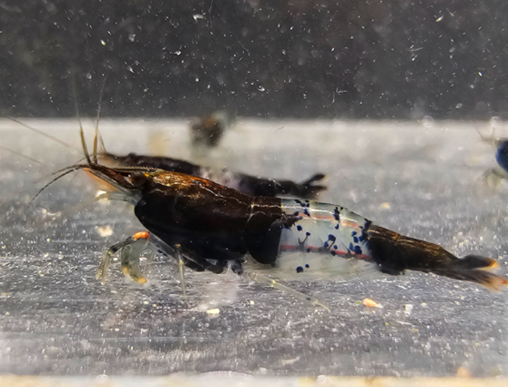   CREVETTES RILI CARBONE 