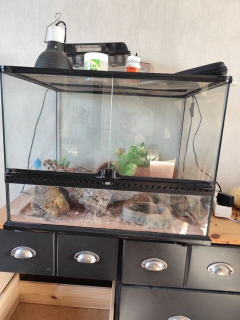 Vent gecko l&eacute;opard femelle mutation tangerine avec mat&eacute;riel 120 49610 M�rs-erign�