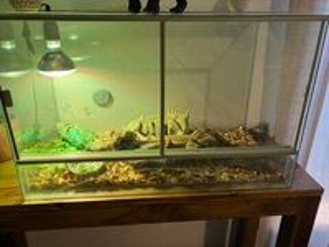   Pogona vitticeps de 1 an  