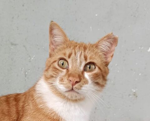 ATAA 230 27620 Gasny