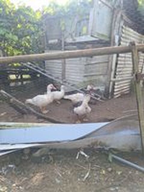   poule et coq canard dinde,dinde royal 