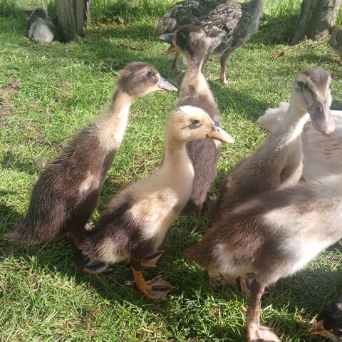 Canards coureurs indiens 5 72510 Saint-jean-de-la-motte