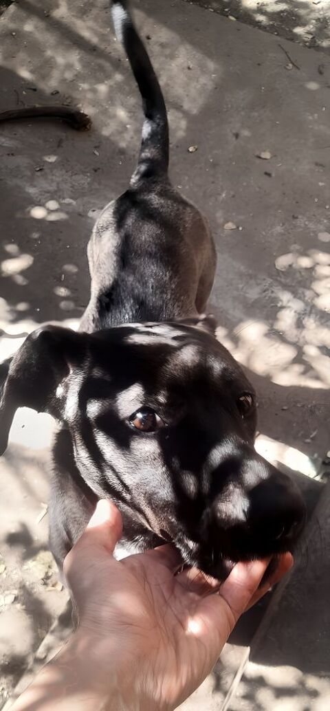 Jinka ,1 an,cherche ses adoptants  280 95110 Sannois