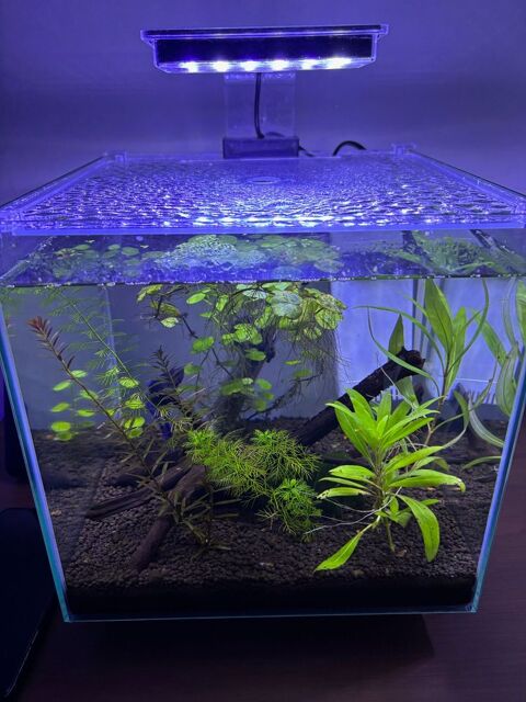 Aquarium Nano environ 20l (1 sur 2) 50 92500 Rueil-malmaison