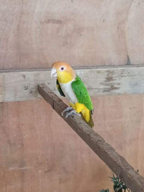 Ca&iuml;que t&ecirc;te orange 400 44190 Clisson