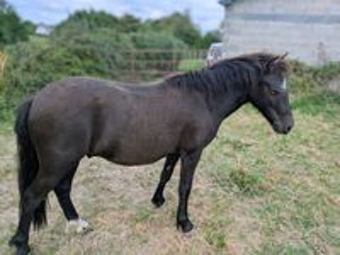   Poney Hongre 