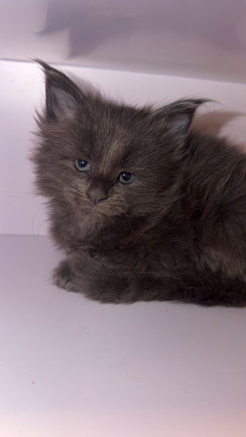 Chatons Maine coon 700 68190 Ensisheim
