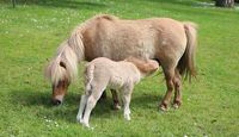   Pouliche shetland PP 