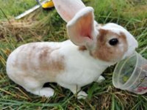   IZAA, magnifique lapin Rex crois blier  adopter via l'association UMA 