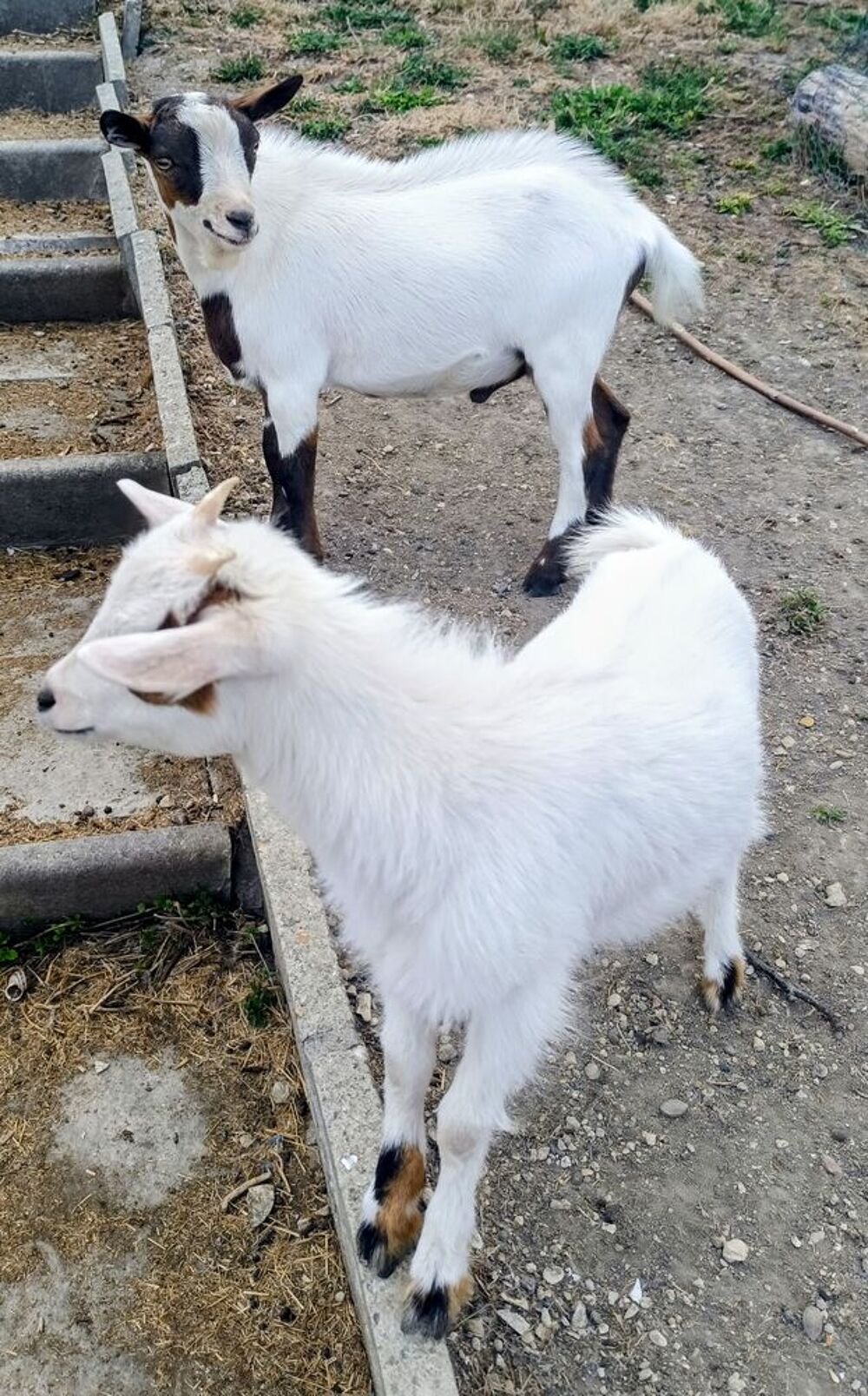   Chèvre naine de 2026 