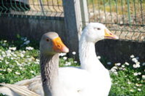   Couples oies 