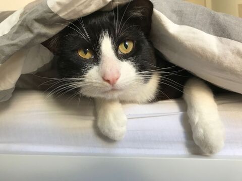 Donne chat d'int&eacute;rieur 0 78360 Montesson