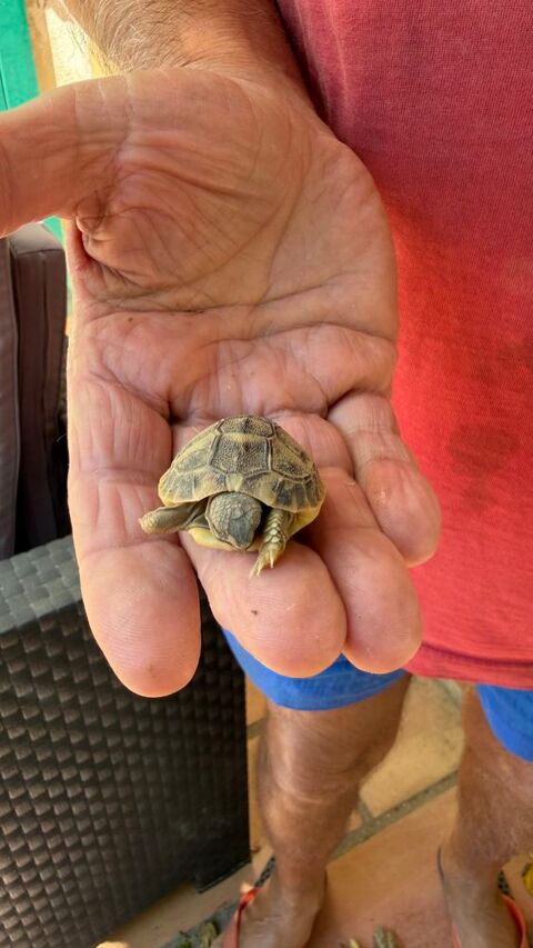 Tortues terrestres (n&eacute;es en aout 2026) 35 34590 Marsillargues