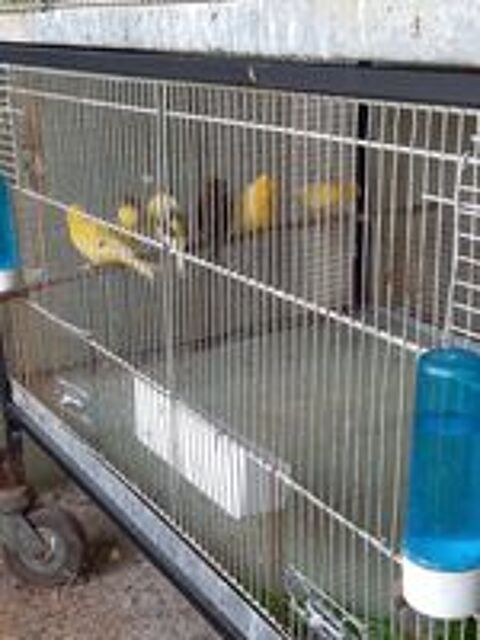   CANARIS 