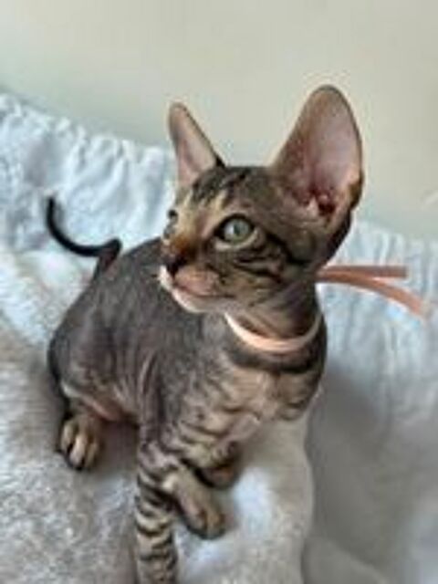   Chatons cornish rex  