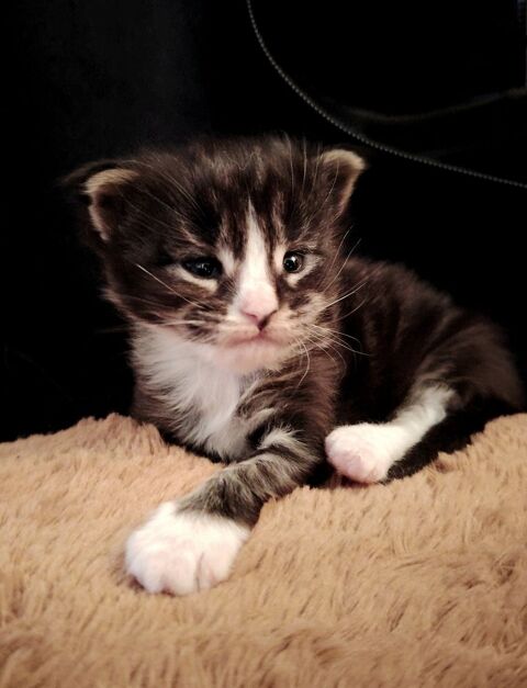 Chaton Maine Coon LOOF  Black and white  A r&eacute;server  1500 53000 Laval