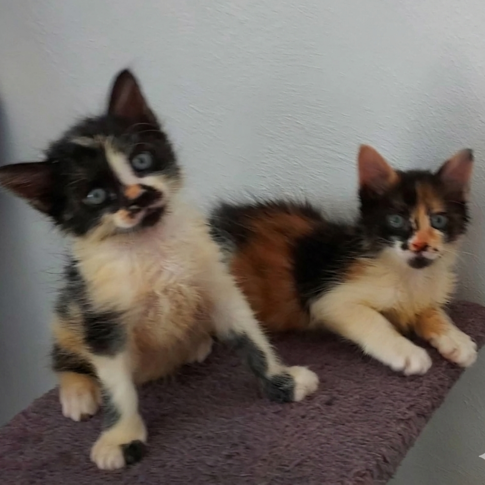   BAHIA et PANDY, un duo a l'adoption  