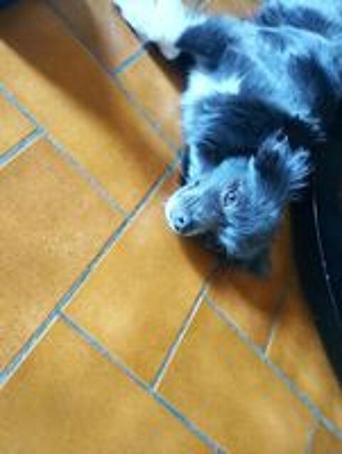  Chiot femelle pomchi  