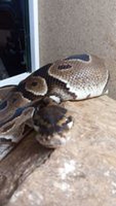   Serpents et terrarium  
