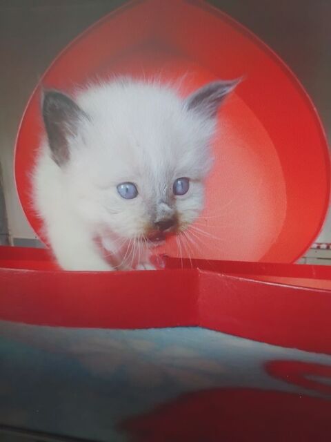 Chaton a reserver une femelle un m&acirc;le  750 76780 M�sangueville