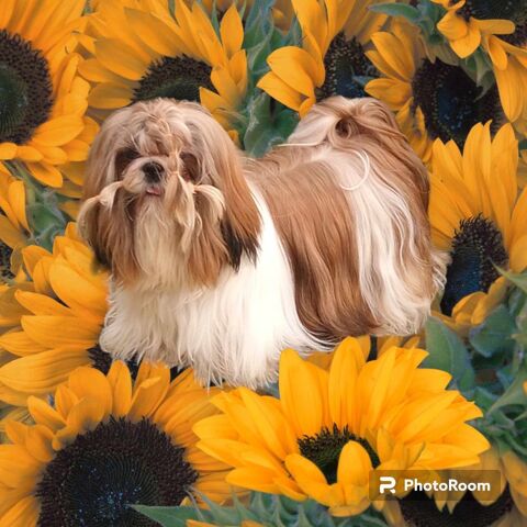 Disponible Shih Tzu pour saillie 0 02120 Tupigny