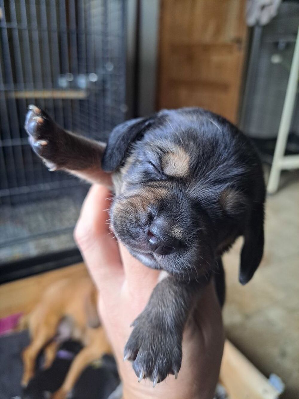   Chiots basset hound x beagle  