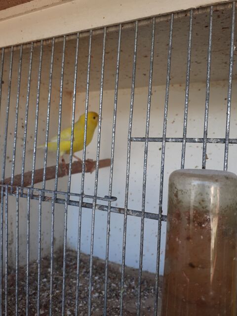 CANARI 20 26000 Valence
