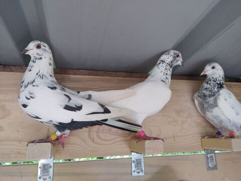 Pigeons hauts Volant Pakistanais 15 37530 Saint-ouen-les-vignes