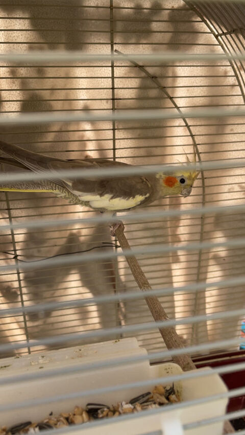 Calopsitte 0 18000 Bourges