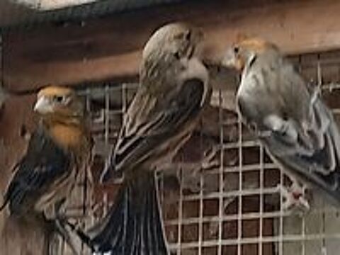   oiseau roselin  