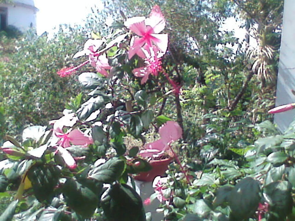 fleurs &eacute;pices et autres Jardin