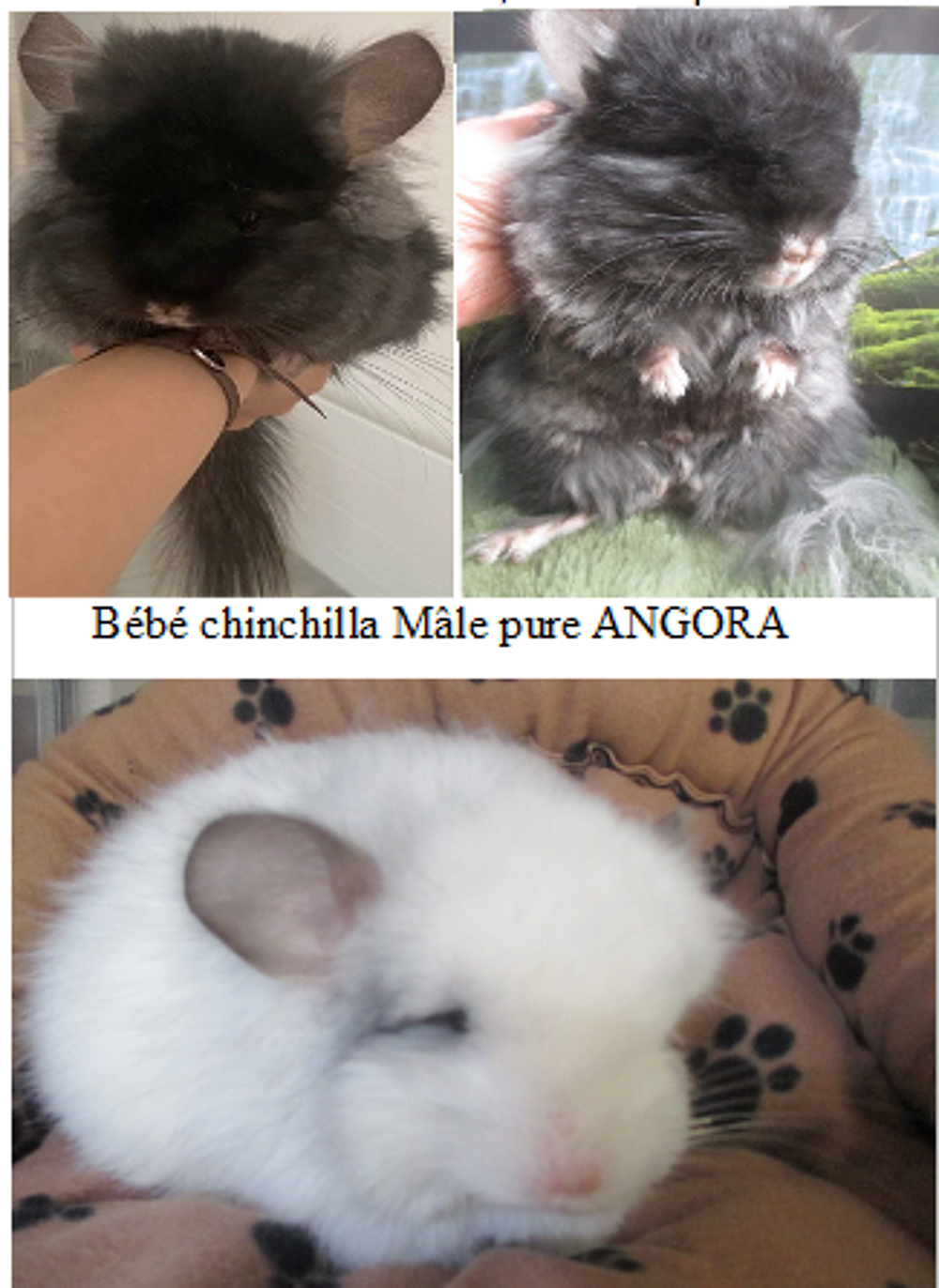   jeune chinchilla Angora, un noir et un blanc 