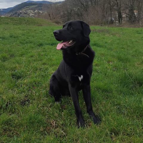 VASCO &agrave; l'adoption 200 26100 Romans-sur-is�re