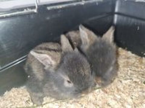   Lapin nain  