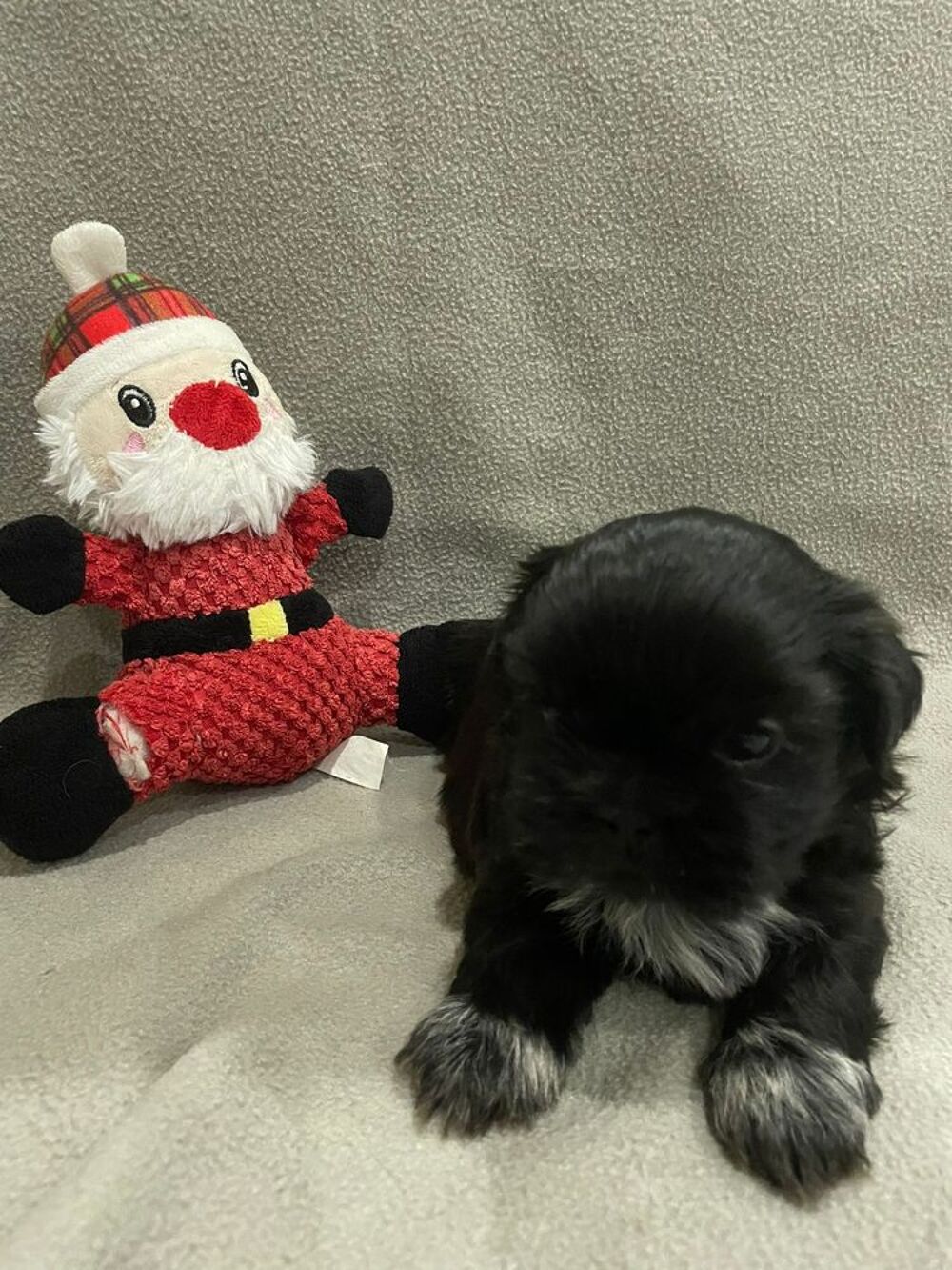   Chiot Shih tzu LOF � r�server  