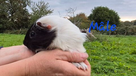 cochons d'inde 
Mâles et femelles 15 72440 Bouloire