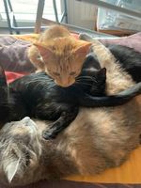   Chatons européens contre participation : 100 €  