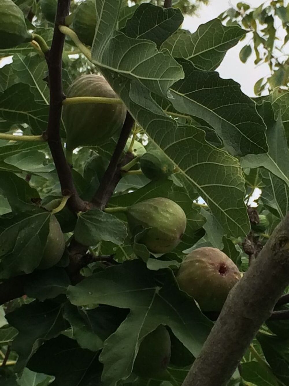 PLANTS DE FIGUIERS A REPIQUER JUSQU'AU DEBUT DU PRINTEMPS Jardin