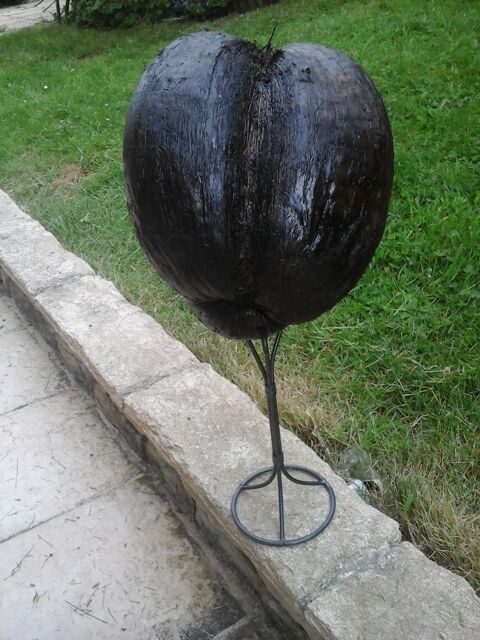 NOIX DE COCO FORME EROTIQUE 60 Équeurdreville-Hainneville (50)