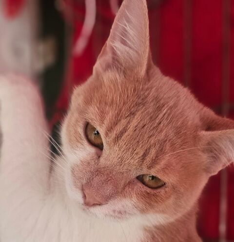 MOCHITI 230 27620 Gasny