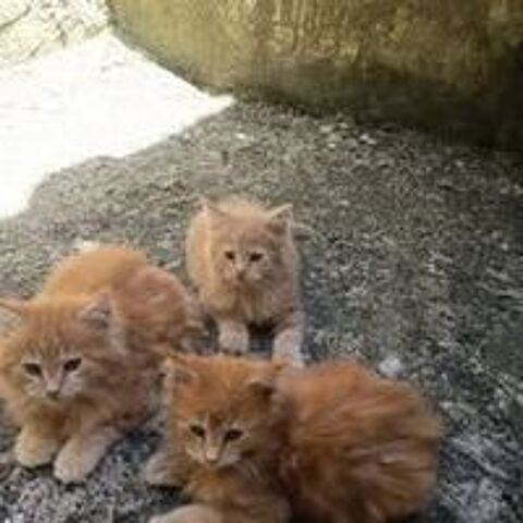   Chatons males /femelles  differantes couleurs 
