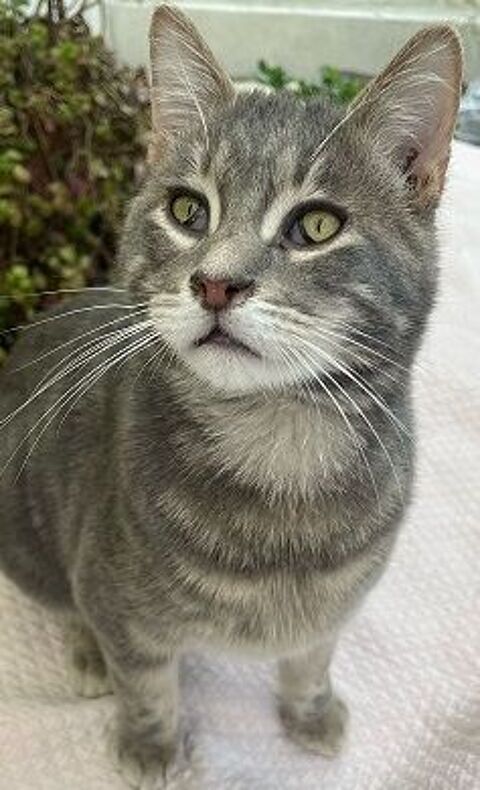 MOZART CHATON TIGRE GRIS 9 MOIS 225 92260 Fontenay-aux-roses